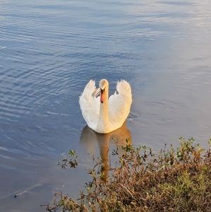 Meet your Posher, Satomi